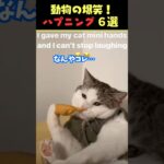 Instagramで9億回バズった動物ハプニング動画6選！6Animal Happenings Videos That Got 900 Million Buzz on Instagram!#犬#猫