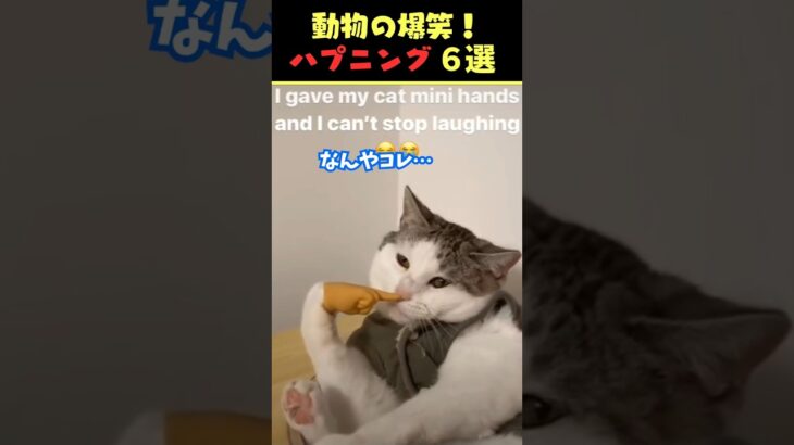 Instagramで9億回バズった動物ハプニング動画6選！6Animal Happenings Videos That Got 900 Million Buzz on Instagram!#犬#猫