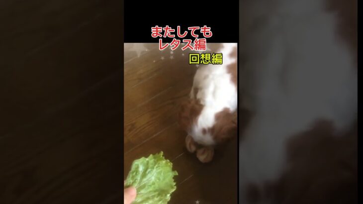 可愛いキャバリア回想編～ホントに野菜が好きですね(Memory of cute Cavalier: She really loves vegetables )      #cavalier