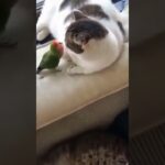 Re:#おもしろ動物　17　#犬 #猫　#鳥 子供がゲームばかりだから他の動画