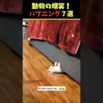 SNSで6.2億回バズった動物ハプニング動画7選！7Animal Happenings Videos That Got 620 Million Buzz on SNS!#shorts #犬#猫#動物