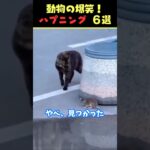 SNSで6.8億回バズった動物ハプニング動画6選！6Animal Happenings Videos That Got 680 Million Buzz on SNS!#shorts #犬#猫#動物