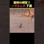 SNSで7.9億回バズった動物ハプニング動画7選！7Animal Happenings Videos That Got 790 Million Buzz on SNS!#shorts #犬#猫#動物