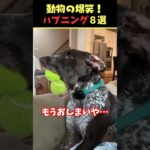 SNSで8.4億回バズった動物ハプニング動画8選！8Animal Happenings Videos That Got 840 Million Buzz on SNS!#shorts #犬#猫#動物