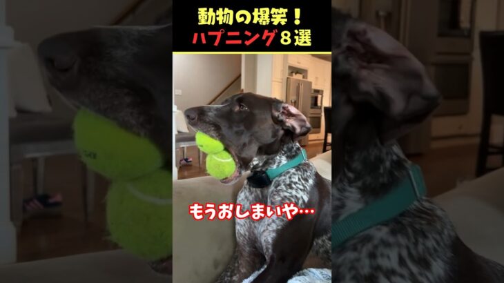 SNSで8.4億回バズった動物ハプニング動画8選！8Animal Happenings Videos That Got 840 Million Buzz on SNS!#shorts #犬#猫#動物