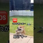 SOS発動‼️助けを求める柴犬が可愛すぎる😂　#柴犬 #犬　#かわいい犬 #犬のいる暮らし #おもしろ