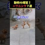 Xで7.3億回バズった動物ハプニング動画7選！7Animal Happenings Videos That Got 730 Million Buzz on X!#犬#猫#動物#ペット