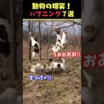 Xで8.2億回バズった動物ハプニング動画7選！7Animal Happenings Videos That Got 820 Million Buzz on X!#犬#猫#動物#ペット