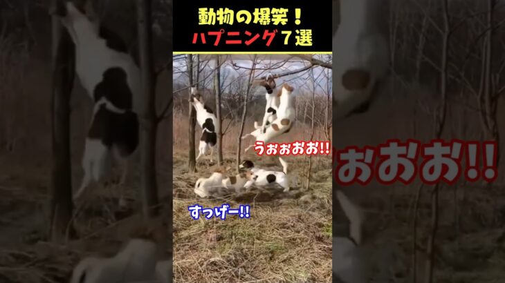 Xで8.2億回バズった動物ハプニング動画7選！7Animal Happenings Videos That Got 820 Million Buzz on X!#犬#猫#動物#ペット