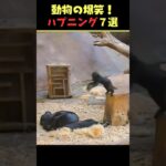 Xで8.6億回バズった動物ハプニング動画7選！7Animal Happenings Videos That Got 860 Million Buzz on X!#犬#猫#動物#ペット#shorts