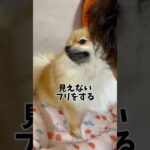 見えないフリをするイッヌ🐶🐾#ポメラニアン#ぽん太#保護犬#おもしろ動画#わんこ#犬のいる暮らし #ポメ好き#animal#dog#포메라니안#アザラシ🦭