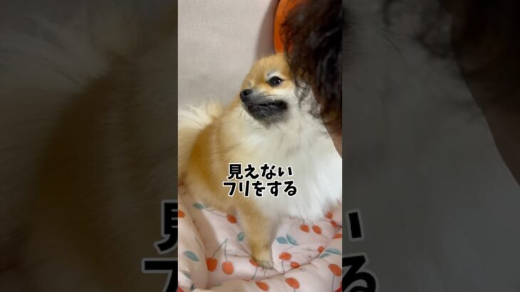 見えないフリをするイッヌ🐶🐾#ポメラニアン#ぽん太#保護犬#おもしろ動画#わんこ#犬のいる暮らし #ポメ好き#animal#dog#포메라니안#アザラシ🦭