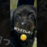 【天然犬】鼻ティシュ🥸#capcut#チワプー#犬#チワプー#チワプー黒#おもしろ動画#ミックス犬