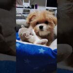 カワウソのぬいぐるみを離さない子犬　 #dog #いぬ #犬 #癒し #可愛い #子犬