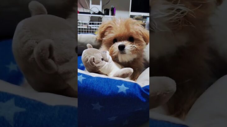 カワウソのぬいぐるみを離さない子犬　 #dog #いぬ #犬 #癒し #可愛い #子犬