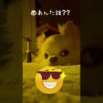 #チワワ #犬 #可愛い #dog #chihuahua #博多 #おもしろ