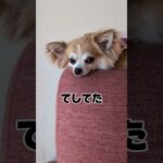 #まめチャンネル #dog #チワワ #癒し #ちわわ #犬 #愛犬 #かわいい#子犬#short