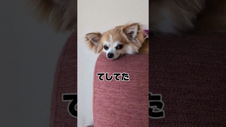 #まめチャンネル #dog #チワワ #癒し #ちわわ #犬 #愛犬 #かわいい#子犬#short