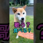 柴犬コロ 歌う犬😁 #柴犬コロ #歌う犬 #おもしろ #かわいい #犬  #funny #shibainu #singingdogs