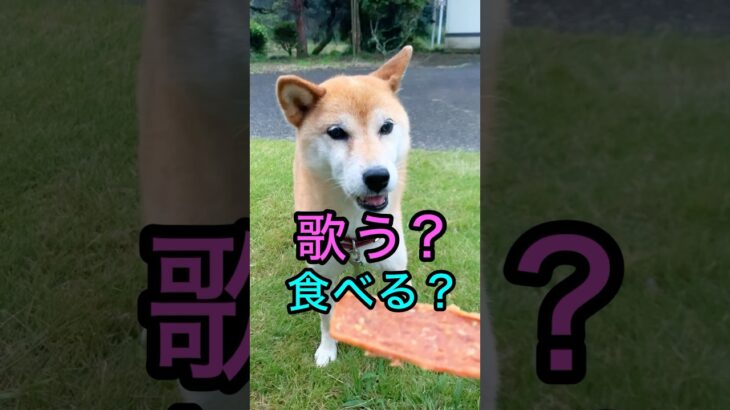 柴犬コロ 歌う犬😁 #柴犬コロ #歌う犬 #おもしろ #かわいい #犬  #funny #shibainu #singingdogs