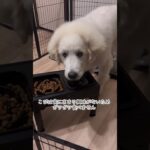 マイペースすぎる食事をする超大型犬の子犬 #かわいい #グレートピレニーズ #greatpyrenees #puppy