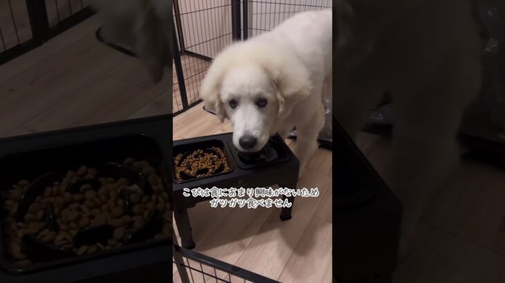 マイペースすぎる食事をする超大型犬の子犬 #かわいい #グレートピレニーズ #greatpyrenees #puppy