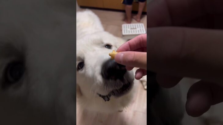 超大型犬の子犬がおっとっと食べてみた #かわいい #greatpyrenees #グレートピレニーズ #puppy