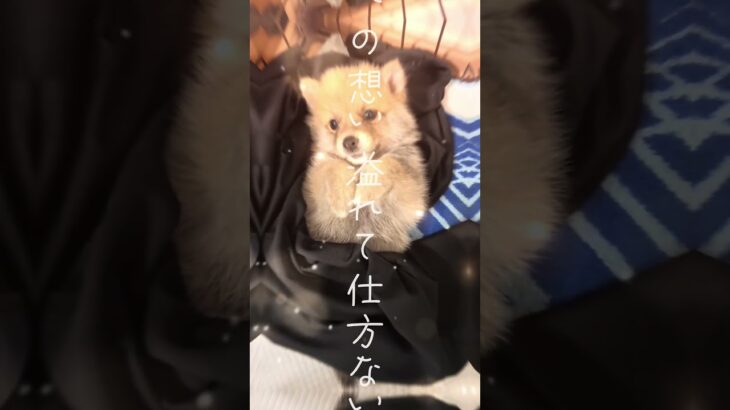 ふうに出会えて #犬 #癒し #mix #可愛い #ポメラニアン #柴犬 #ポメ柴 #かわいい #愛犬 #dog