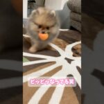 ピッピッなってるの可愛い♡ #癒し #pomeranian #かわいい犬 #subscribe #おもしろ動画