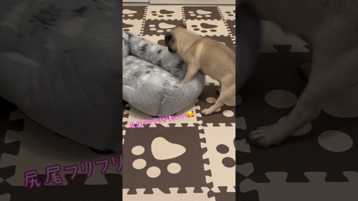 新しいベッドに大喜びするパグ🥰#パグ #子犬 #pug  #かわいい