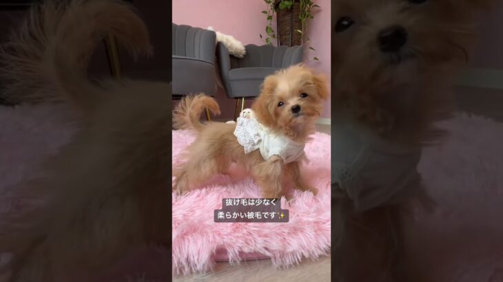 かわいいミックス犬♡ #チワプー#子犬#かわいい#癒し#कुत्ता #puppy #dog #cute#cutedog #mix犬#ドッグギャラリー山形