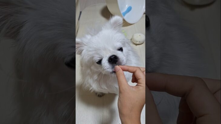 何回でもやってくれる #ペキニーズ #鼻ぺちゃ #短足 #子犬 #犬 #かわいい犬 #puppy  #pekingese