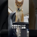 下から見てもかわいい犬 #柴犬 #子犬 #柴犬のいる暮らし #shibainu