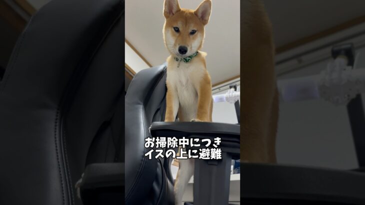 下から見てもかわいい犬 #柴犬 #子犬 #柴犬のいる暮らし #shibainu