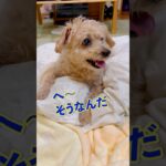 #へーそうなんだ　#可愛い犬　#高齢犬　#癒し　#shorts  #流行りの曲