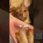 ねぇ笑って？#犬#チワックス#犬との暮らし#かわいい動物#子犬#おもしろい#shorts