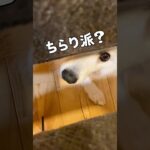 うちの犬がちら顔だけでもかわいいのでとりあえず見てほしい #日本スピッツ #shorts #癒し動画