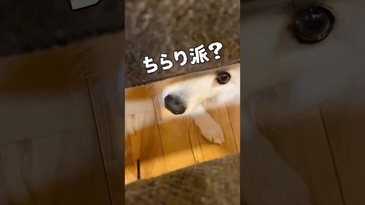 うちの犬がちら顔だけでもかわいいのでとりあえず見てほしい #日本スピッツ #shorts #癒し動画