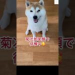 笑顔で待機中🐶芋が食べたい柴犬　#柴犬　#犬　#かわいい犬 #おもしろ #shorts