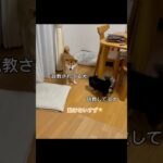 説教されて動けない柴犬🐶　#柴犬　#チワワ　#犬　#かわいい犬 #shorts