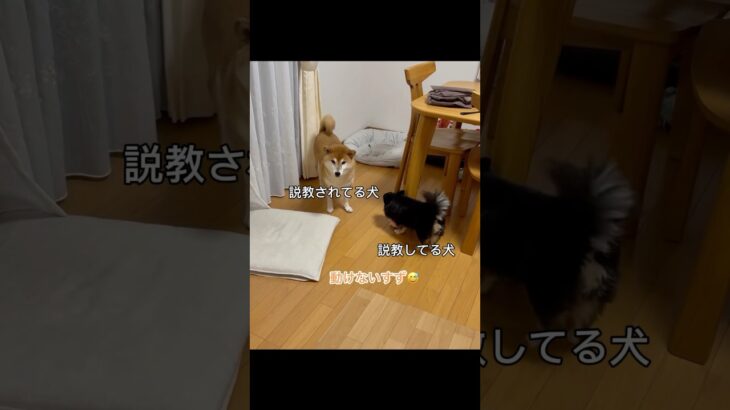 説教されて動けない柴犬🐶　#柴犬　#チワワ　#犬　#かわいい犬 #shorts