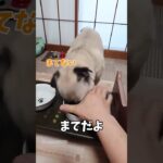 爆笑🤭隙間からご飯を食べるパグが面白すぎる　#犬　#パグ　#おもしろ　#犬のいる暮らし #shorts