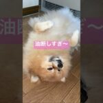 堂々と寝る犬。かわいいんやけどなー#ポメラニアン #犬 #かわいい #shorts