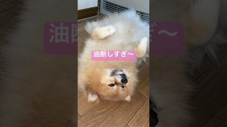 堂々と寝る犬。かわいいんやけどなー#ポメラニアン #犬 #かわいい #shorts