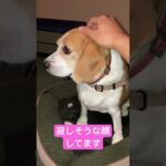 サラ散歩行けないの巻　#shorts #beagle #可愛い #癒し #犬 #dog