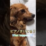 この意味わかる？#shorts #dog #いぬ #かわいい #チワックス #チワワ #犬 #animal #cute#ダックス #ミックス犬#動物#保護犬#funny #おもしろ