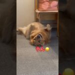 やる気を出す前のイッヌ　#ゴールデンレトリバー#おもしろい犬 #かわいい犬#shorts #大型犬#ゴールデンレトリバーのいる生活 #golden#dog #goldenretriever