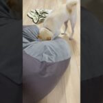 もぐらな柴犬#shorts #short #shortvideo #shiba #柴犬 #癒し #犬のいる暮らし #cute  #白柴