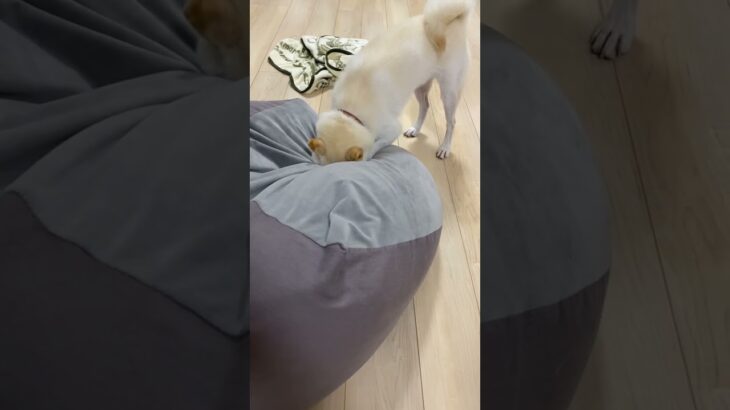 もぐらな柴犬#shorts #short #shortvideo #shiba #柴犬 #癒し #犬のいる暮らし #cute  #白柴