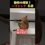 tiktokで5.1億回バズった動物ハプニング動画6選！6Animal Happenings Videos That Got 510 Million Buzz on tiktok!#shorts #犬